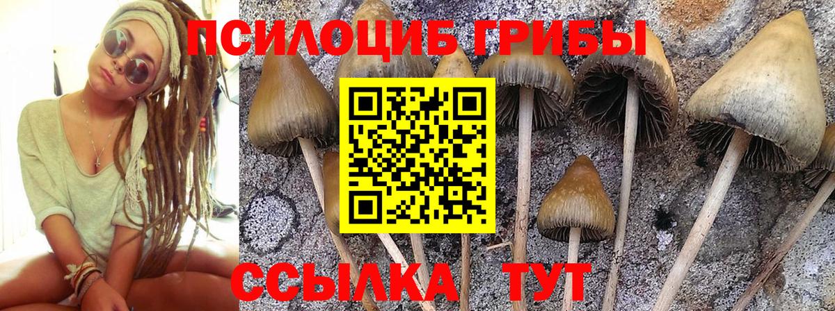 Псилоцибиновые грибы мицелий Советский