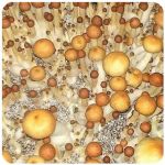 Псилоцибиновые (галлюциногенные)  грибы Psilocybin "Golden Teacher" в Советском
