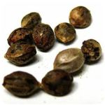 Семена марихуаны АК-47  (Seeds AK-47) в Советском